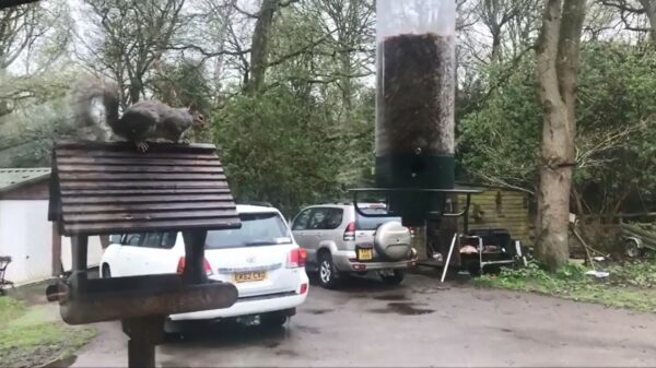 Woeiiii! Eekhoorn maakt attractie van voederbak