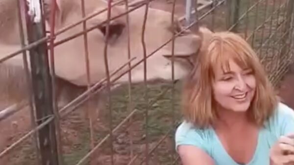 Oude doos: selfies en kamelen zijn geen goede combinatie