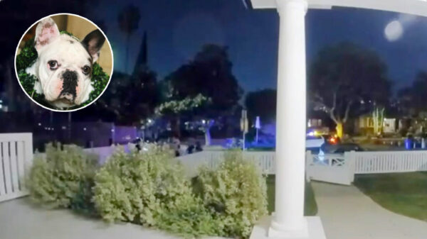 Hondenuitlater Lady Gaga beschoten en van 2 honden beroofd, half miljoen beloning uitgeschreven