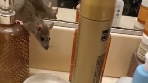 Awww, kijk eens wat een schattig babyratje!