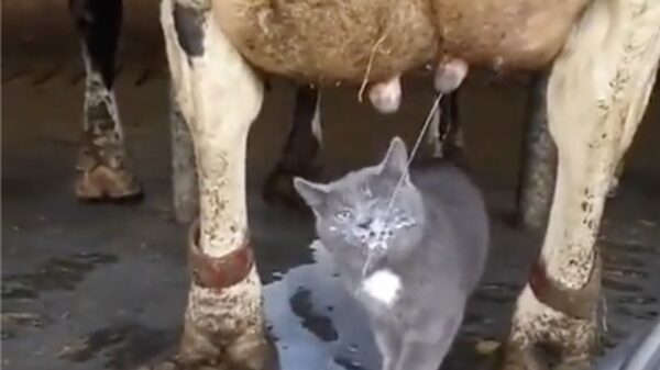 Lifehack: vers van de pers melk naar binnen werken