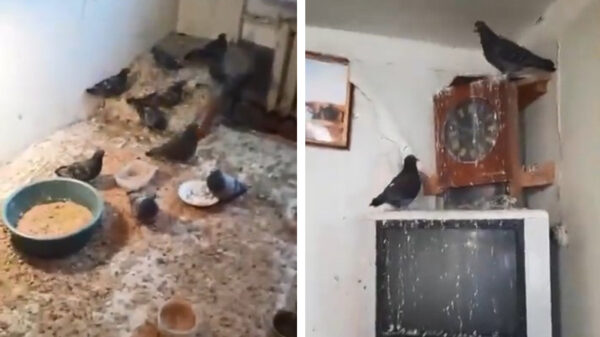 Vreemde vogel besloot zijn appartement tot duivenhok om te bouwen