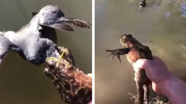 Ooit al eens een brulkikker een eend zien eten?