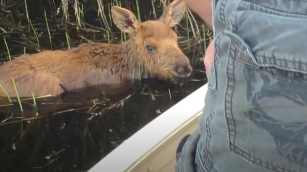 Canadese vissers redden elandkalf dat bijna in een meer verdrinkt