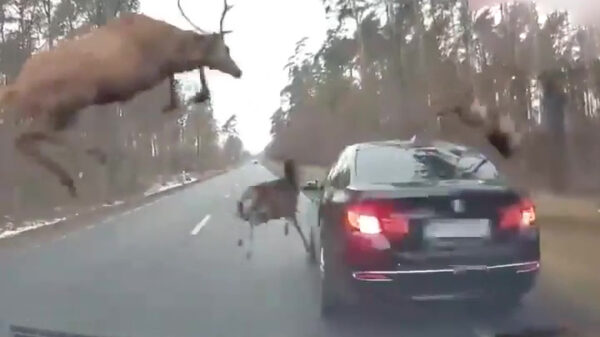 En dáárom staan er dus waarschuwingsborden voor overstekend wild