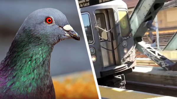 Reizigers in NYC zijn getuige van een brute moord in de duivenwereld