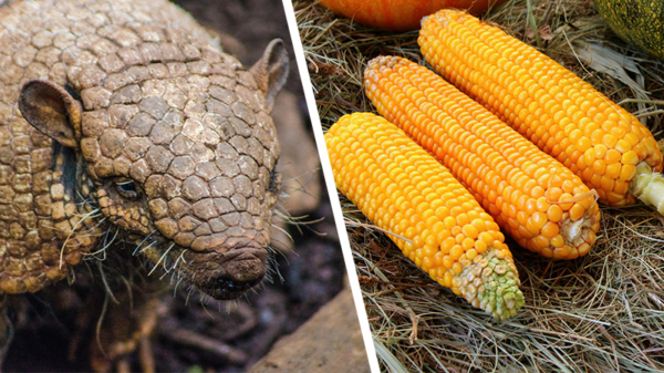 Braziliaanse boeren hebben zo hun eigen manier om mais te planten