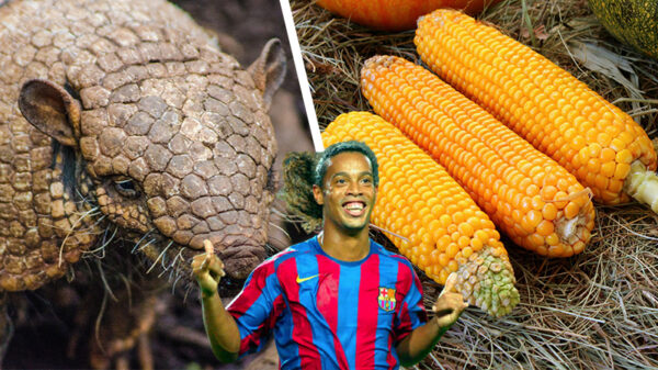 Braziliaanse boeren hebben zo hun eigen manier om mais te planten