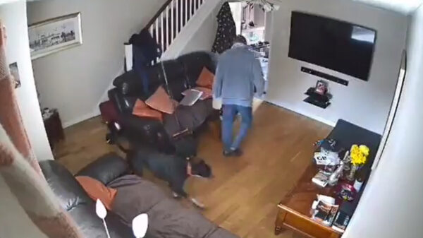 Hond richt woonkamer opnieuw in als hij zich de pleuris schrikt