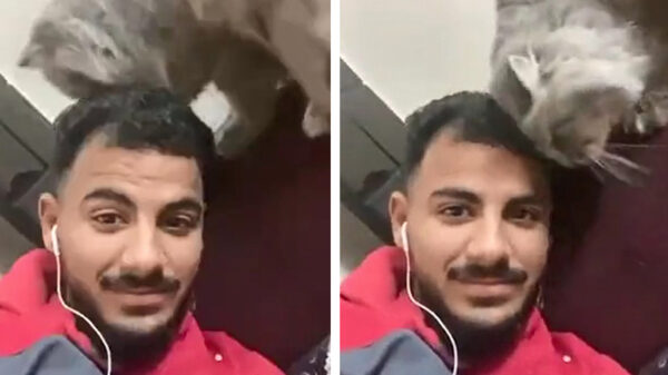 Als je een kapsel als een kattenbak hebt