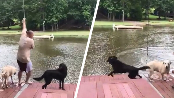 Oude doos: viervoeter raakt in paniek en springt het water in om baasje te redden
