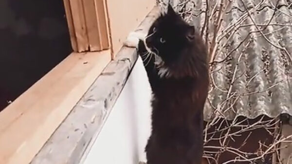 Parkourkat is een meester in obstakels