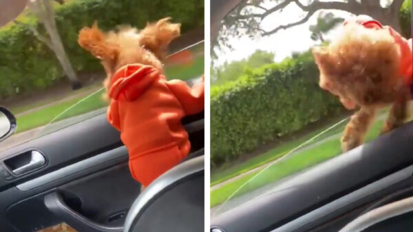 Waarom je je hondje niet uit een open raam moet laten hangen