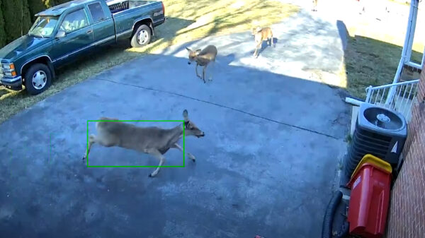 Hert ziet in volle vaart complete garagedeur over het hoofd