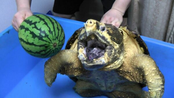 Oude doos: stop NOOIT je vingers in de bek van een bijtschildpad