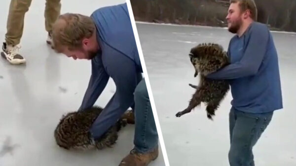 Helden van de dag redden een wasbeer van het ijs