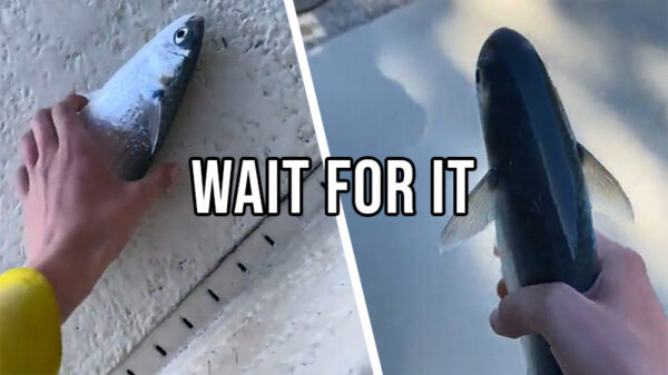 Visje terug het water ingooien eindigt... precies zoals je verwacht