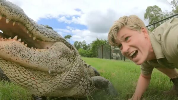 Crikey! Zoon van Steve Irwin voert een aantal AWESOME alligators