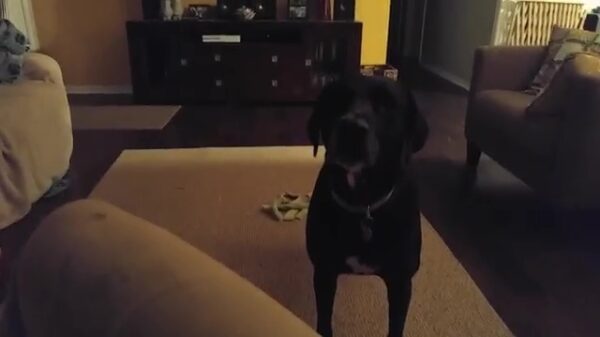 Hondentraining verloopt iets anders dan gepland