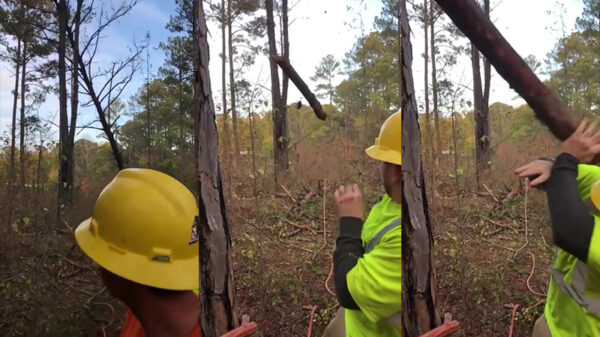 Houthakker weet knetterhard aanvliegende tak net te ontwijken