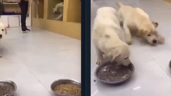 Als de kroeg weer opengaat