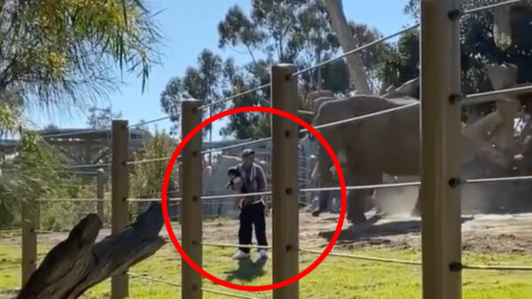 Vader van het jaar stapt met zijn kind in het olifantenverblijf van San Diego