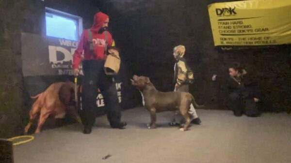 9-jarige pitbulltrainer laat zien dat het 'gewoon' een kwestie van opvoeden is