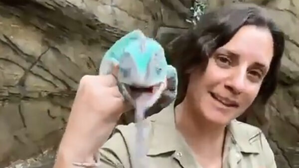 Rango loopt weer eens de etterbak uit te hangen