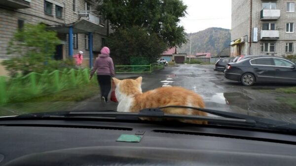 Goedemorgen: tijd voor een ritje met een poes op de motorkap!