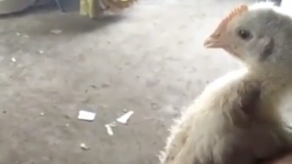 Deze haan heeft een grotere tampeloeris dan jij