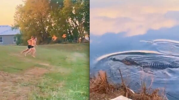 Een paar krokodillen meer of minder maakt deze boys niet uit