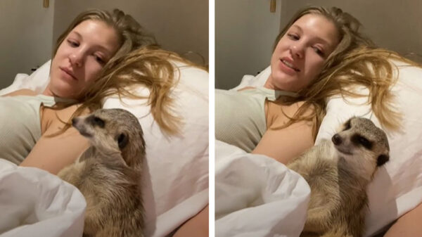 Stokstaartje vindt film niet boeiend; hé, wakker blijven vriend!