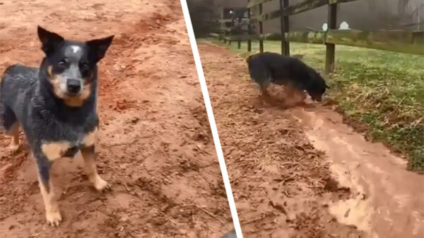 Max de irrigatiehond is uitgeroepen tot werknemer van de maand!