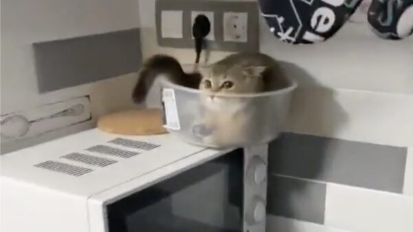 Dit noemen ze een kat in het bakkie