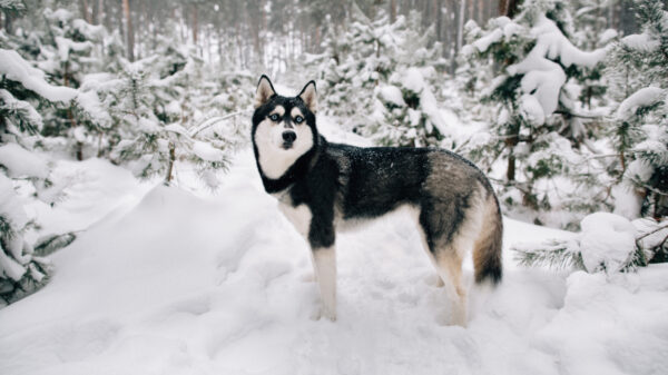 Kan gewoon in Nederland: man vermoordt Husky op gruwelijke wijze maar mag van de rechter nu gewoon weer een hond nemen