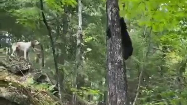 Scheer je weg, schobbejak!