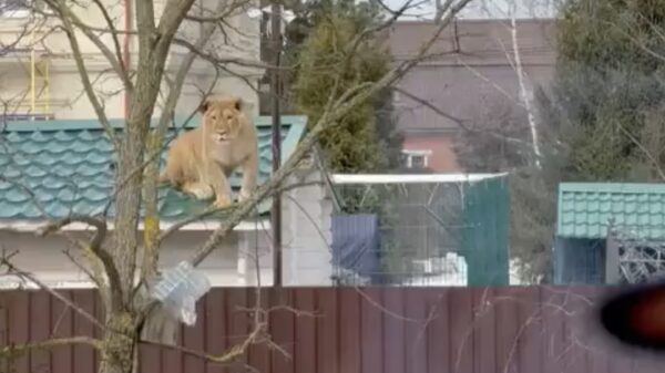 De kat van de buren geniet van het zonnetje