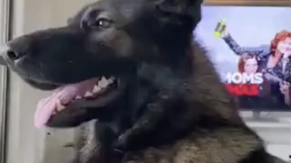 Als je een politiehond als huisdier hebt