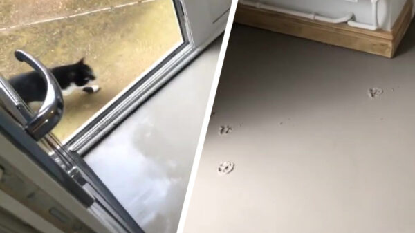 Tip van de dag: houd je huisdieren weg bij je net geëgaliseerde vloer