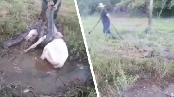 Helden redden kalfje uit de verstikkende houdgreep van een megaslang