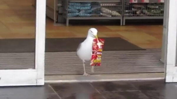 Joo, effe chips pakken