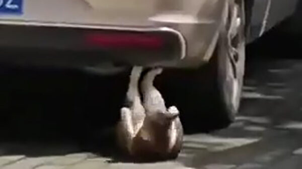 Kat is volop in training voor nieuw gevecht