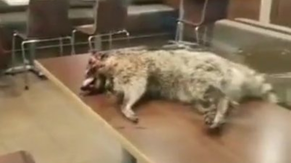 Man neemt dode wasbeer mee naar McDonalds