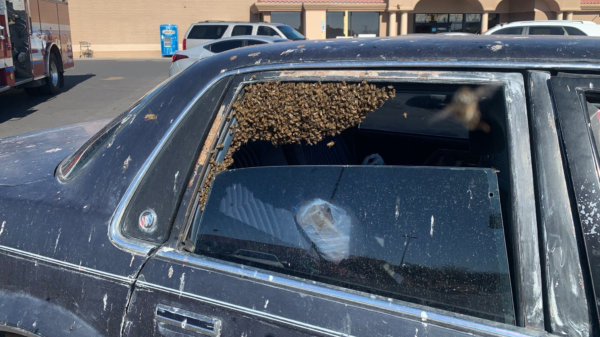 Man heeft na het boodschappen doen ineens 15.000 bijen in zijn auto