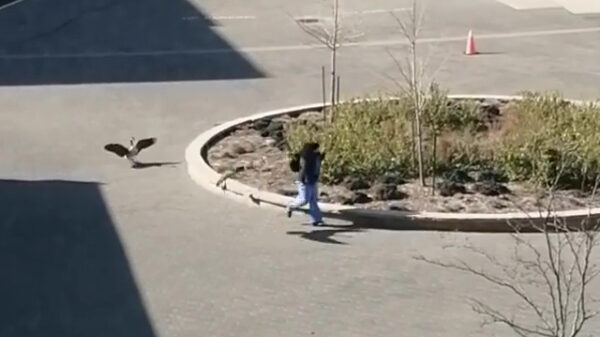 Rennen gek, een gans!