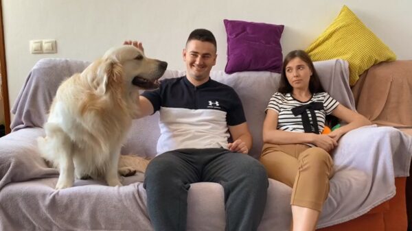 Help, mijn jaloerse golden retriever eist alle aandacht op