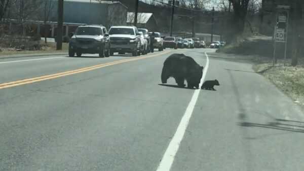 Met 4 kinderen tegelijk oversteken is altijd lastig