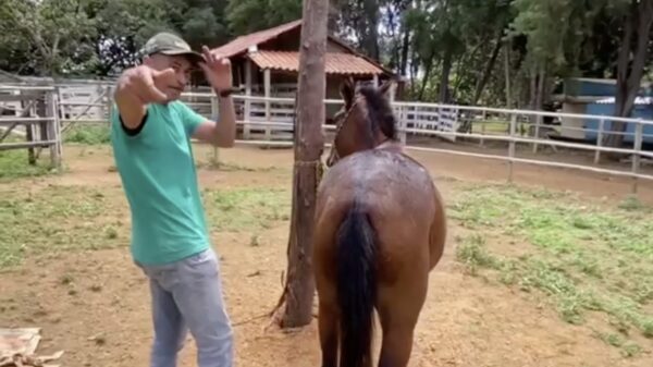 Wel eens een paardenfluisteraar met een slechte dag gezien?