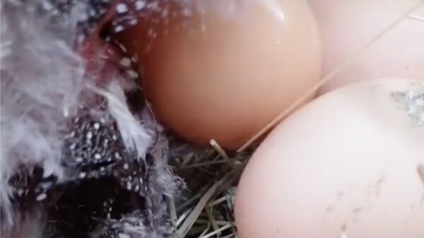 Wel eens live een kip een ei zien leggen?