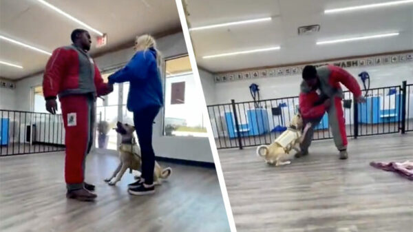 Een goed getrainde hond aan het werk zien is altijd genieten